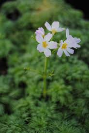 Attēlu rezultāti vaicājumam “Hottonia palustris flower”