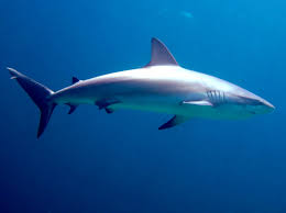 Image result for Carcharhinus perezii