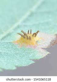 Attēlu rezultāti vaicājumam “Gymnosporangium cornutum”