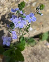 Attēlu rezultāti vaicājumam “Veronica chamaedrys bud”