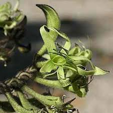 Attēlu rezultāti vaicājumam “Fuligo cinerea macro”