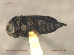 Attēlu rezultāti vaicājumam “Mordella sp.”