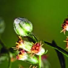 Attēlu rezultāti vaicājumam “Rabdophaga heterobia”