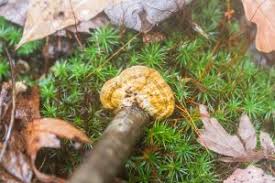 Attēlu rezultāti vaicājumam “Daedaleopsis confragosa”