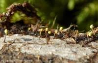 Attēlu rezultāti vaicājumam “Physarum viride var. aurantium”