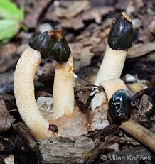 Attēlu rezultāti vaicājumam “Mutinus caninus”