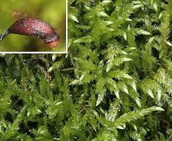 Attēlu rezultāti vaicājumam “Brachythecium rivulare”