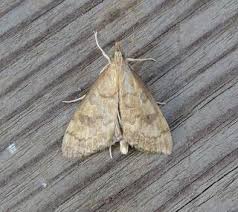 Attēlu rezultāti vaicājumam “Udea fulvalis”