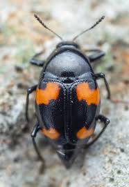 Attēlu rezultāti vaicājumam “Scaphidium quadrimaculatum”