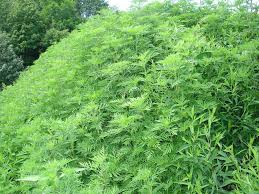 Attēlu rezultāti vaicājumam “Ambrosia artemisiifolia leaf”