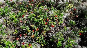 Attēlu rezultāti vaicājumam “Vaccinium vitis-idaea fruit”