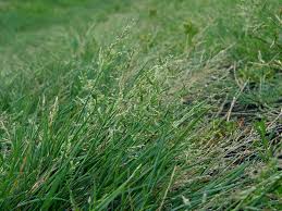 Attēlu rezultāti vaicājumam “Puccinellia distans”