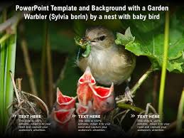 Attēlu rezultāti vaicājumam “Sylvia borin nest”