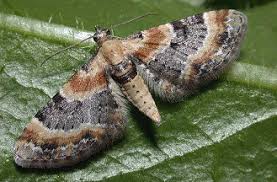 Attēlu rezultāti vaicājumam “Eupithecia linariata”