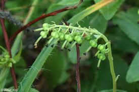 Attēlu rezultāti vaicājumam “Orthilia secunda fruit”