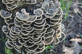 Attēlu rezultāti vaicājumam “Trametes versicolor”