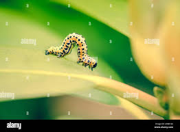 Attēlu rezultāti vaicājumam “Erannis defoliaria imago”
