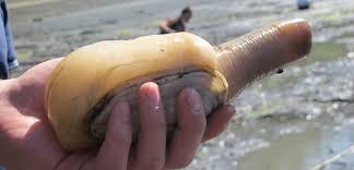 Image result for geoduck