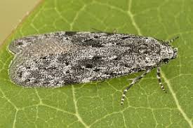 Attēlu rezultāti vaicājumam “Carpatolechia proximella”