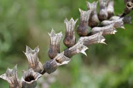 Attēlu rezultāti vaicājumam “Hyoscyamus niger fruit”