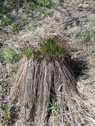 Attēlu rezultāti vaicājumam “Carex cespitosa flower”