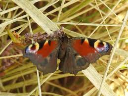 Attēlu rezultāti vaicājumam “Aphantopus hyperantus underside”
