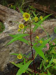Attēlu rezultāti vaicājumam “Bidens cernua flower”