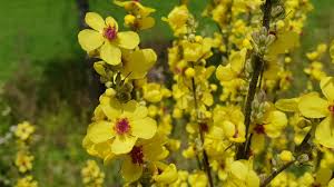 Image result for Verbascum nigrum