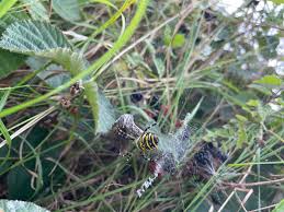 Attēlu rezultāti vaicājumam “Pandemis cinnamomeana female”