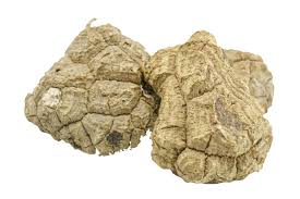 Attēlu rezultāti vaicājumam “Diderma tigrinum macro”