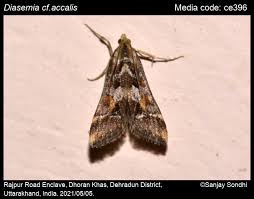 Attēlu rezultāti vaicājumam “Diasemia reticularis”