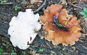 Attēlu rezultāti vaicājumam “Polyporus badius”