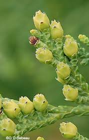 Attēlu rezultāti vaicājumam “Thuja occidentalis flower”
