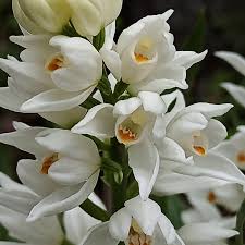 Attēlu rezultāti vaicājumam “Cephalanthera longifolia”