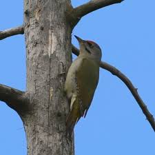 Attēlu rezultāti vaicājumam “Picus canus”