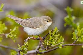 Attēlu rezultāti vaicājumam “Phylloscopus trochilus nest”