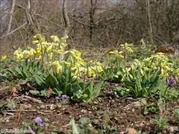 Attēlu rezultāti vaicājumam “Primula veris fruit”