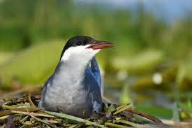Attēlu rezultāti vaicājumam “Chlidonias hybrida adult”