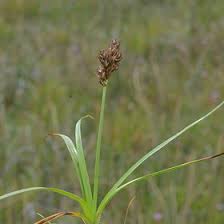 Attēlu rezultāti vaicājumam “Carex arenaria  fruit”