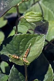 Attēlu rezultāti vaicājumam “Viola riviniana leaf”