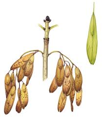 Attēlu rezultāti vaicājumam “Fraxinus excelsior fruit”