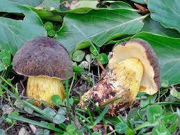 Attēlu rezultāti vaicājumam “Xerocomus pruinatus”