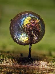 Attēlu rezultāti vaicājumam “Lamproderma ovoideum macro”