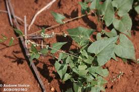 Attēlu rezultāti vaicājumam “Fallopia convolvulus fruit”