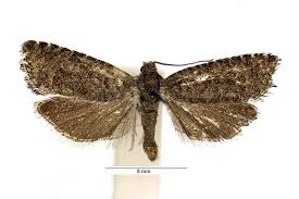 Attēlu rezultāti vaicājumam “Retinia resinella”