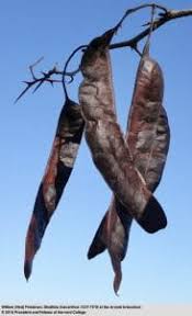 Attēlu rezultāti vaicājumam “Gleditsia triacanthos fruit”