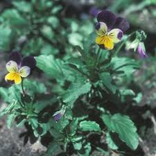 Attēlu rezultāti vaicājumam “Viola tricolor subsp. matutina”
