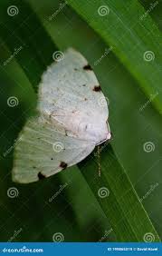 Attēlu rezultāti vaicājumam “Lomographa bimaculata”