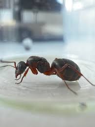 Attēlu rezultāti vaicājumam “Formica rufa imago”