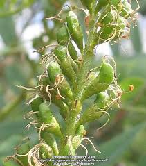 Attēlu rezultāti vaicājumam “Robinia neomexicana fruit”